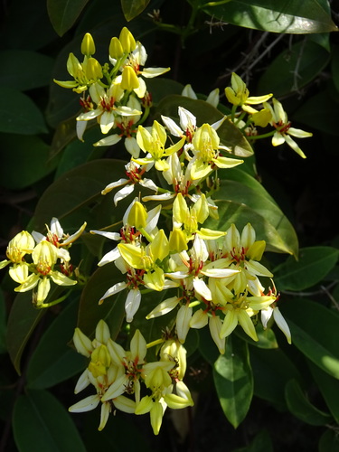 Tristellateia australasiae