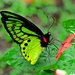 Common Green Birdwing - Photo (c) shirdipam, some rights reserved (CC BY-NC), uploaded by shirdipam