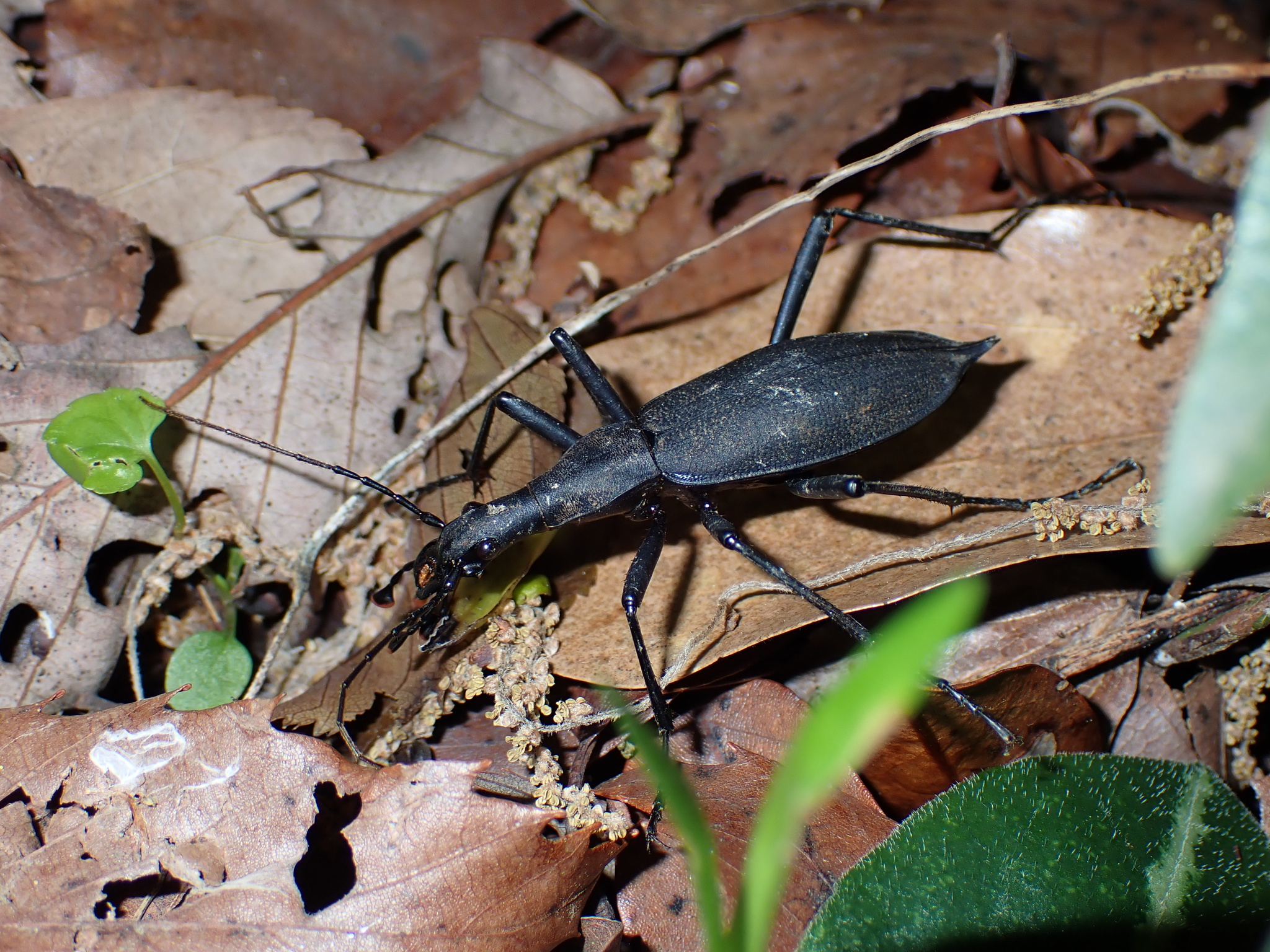 Snail-eating Beetle (Carabus blaptoides) · iNaturalist