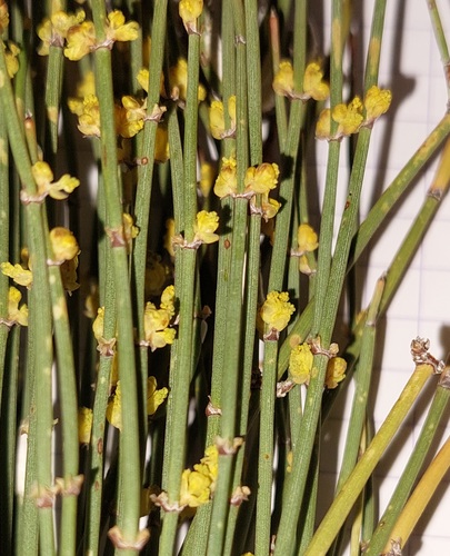 Ephedra nebrodensis image