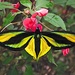 Ornithoptera paradisea arfakensis - Photo (c) shirdipam, μερικά δικαιώματα διατηρούνται (CC BY-NC), uploaded by shirdipam