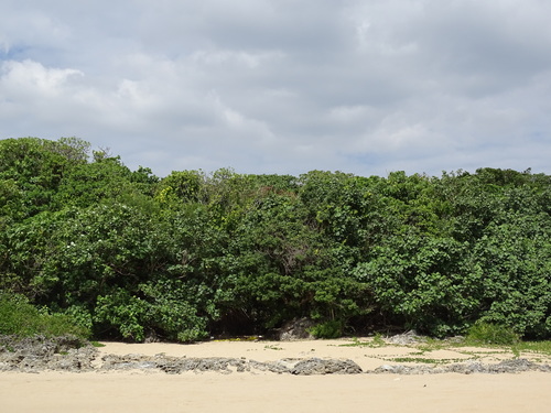 Tristellateia australasiae