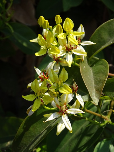 Image of Tristellateia australasiae by no rights reserved