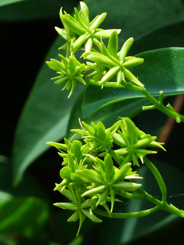 Tristellateia australasiae