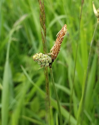 ostrica plstnatá (Carex tomentosa)