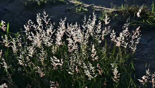 Melinis repens