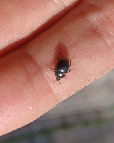 Photo of False Clown Beetle (Sphaerites glabratus)