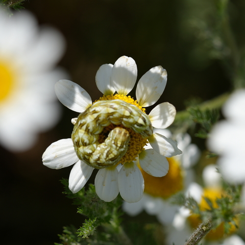 Cucullia chamomillae