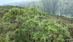Scaevola chamissoniana