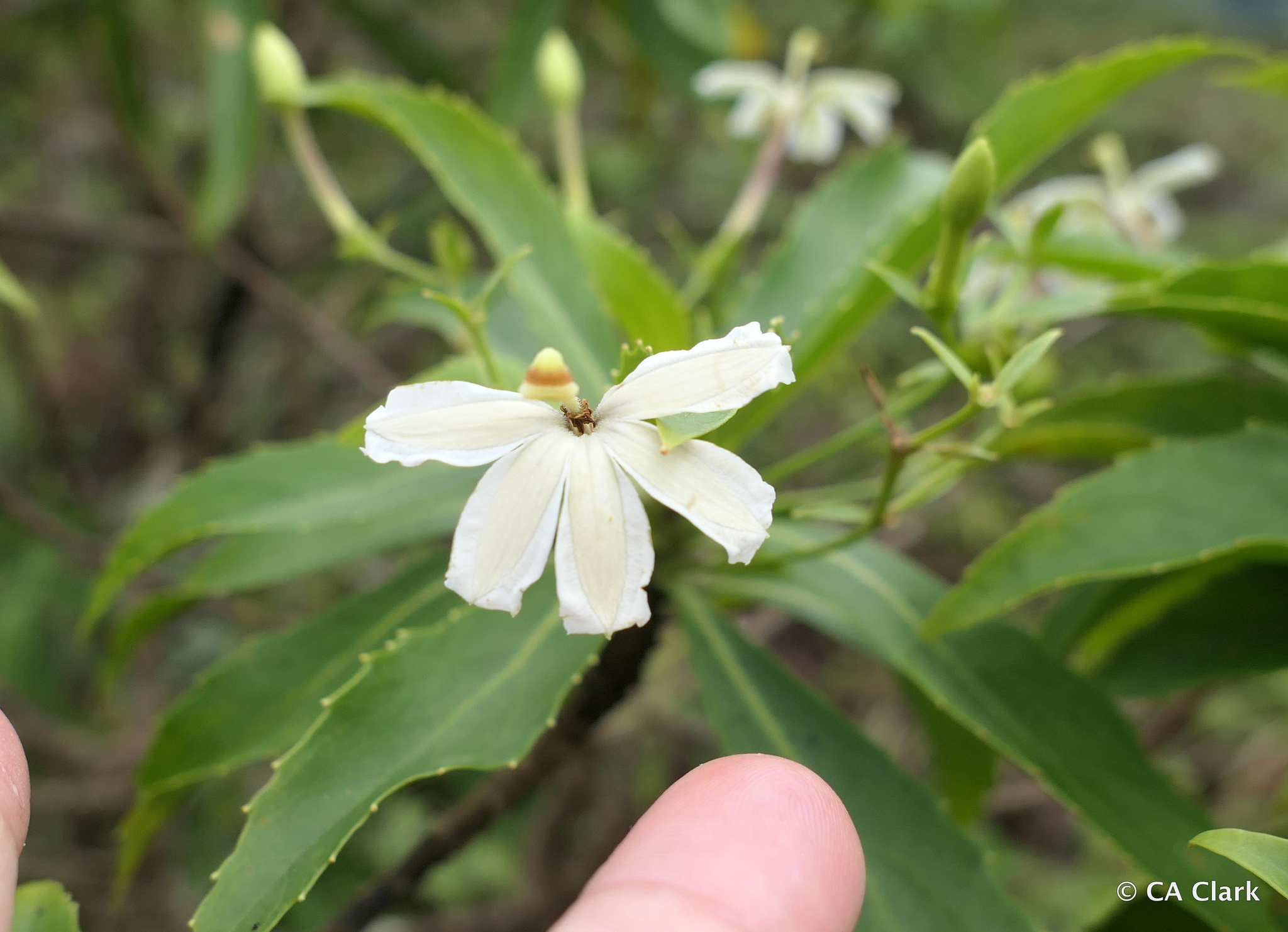 Scaevola chamissoniana