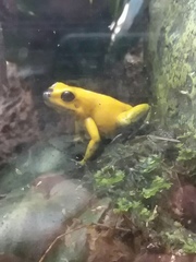 Phyllobates bicolor