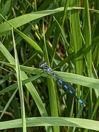 Coenagrion mercuriale