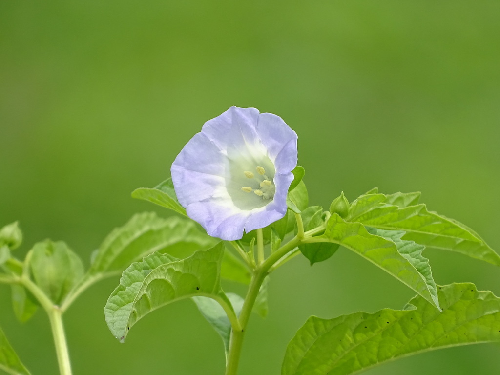 Nicandra physalodes — a medium houseplant, prefers full sun light