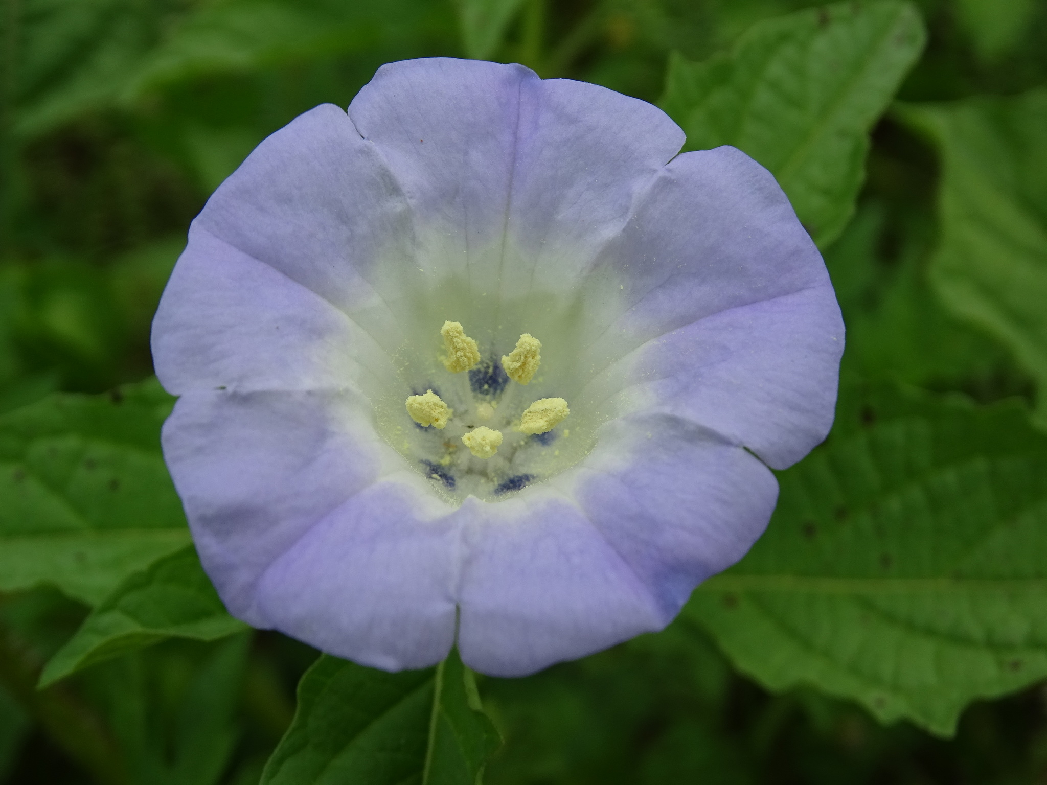 Nicandra