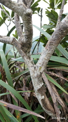 Pittosporum glabrum