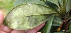 Pittosporum glabrum