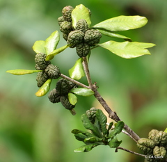 Pittosporum glabrum