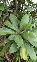 Pittosporum glabrum