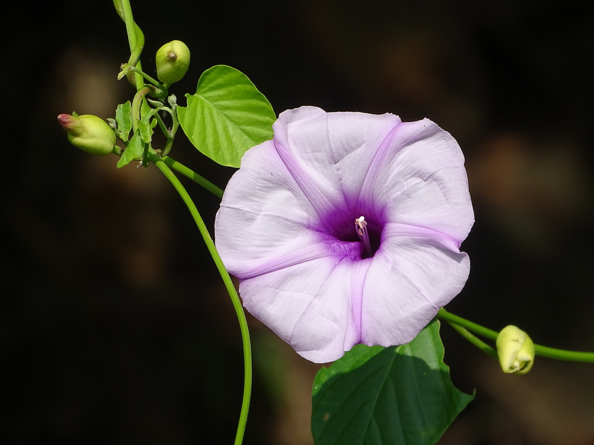 Stictocardia tiliifolia