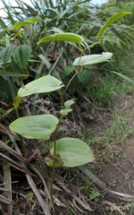 Smilax melastomifolia
