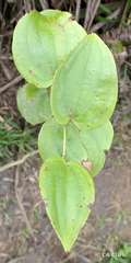 Smilax melastomifolia