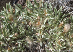 Antennaria dimorpha