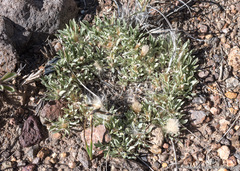 Antennaria dimorpha