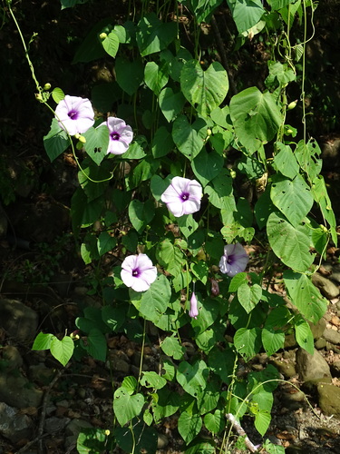 Stictocardia tiliifolia