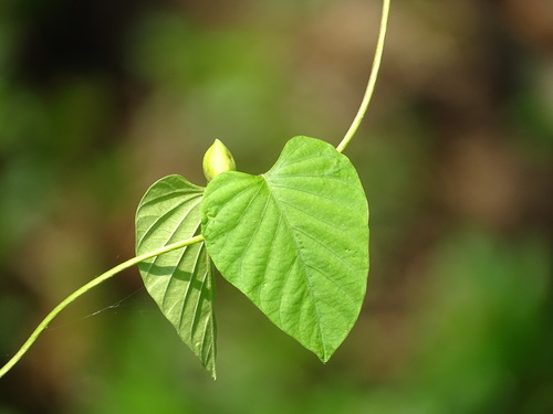 Stictocardia tiliifolia