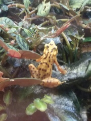 Atelopus zeteki