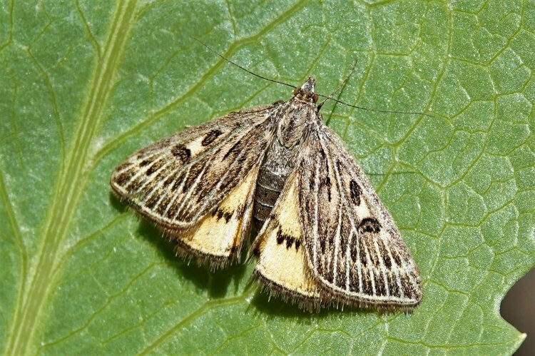 Loxostege bicoloralis
