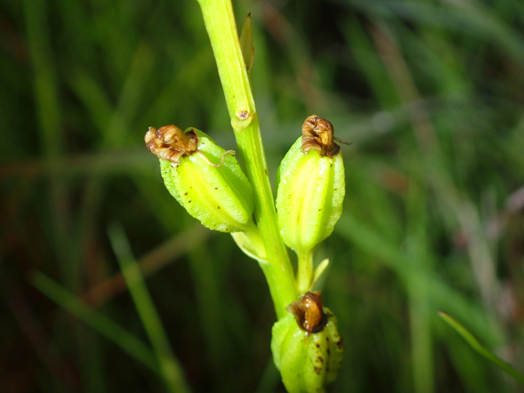Liparis habenarina