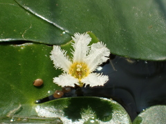 Nymphoides coreana