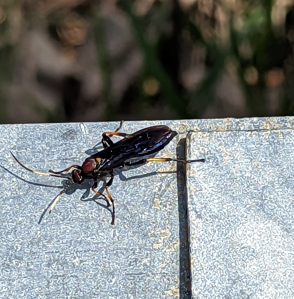 Ichneumon centrator