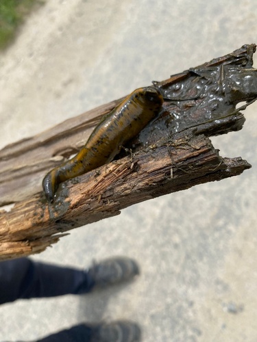 Pijavica veľká (Haemopis sanguisuga)