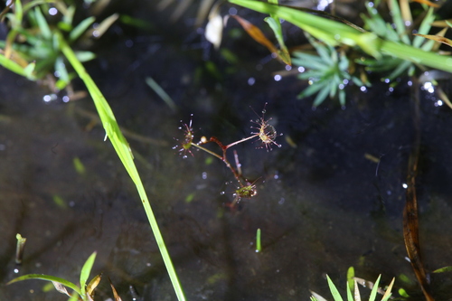 Image of Pale Sundew (Drosera lunata) by (c) Hugo Innes, some rights reserved (CC BY)