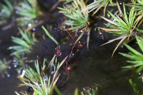 Image of Drosera lunata by (c) Hugo Innes, some rights reserved (CC BY)