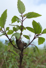 Ageratina adenophora, recorded vegetative