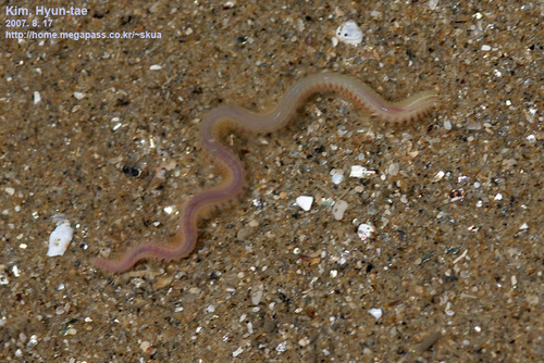 Nephtyidae