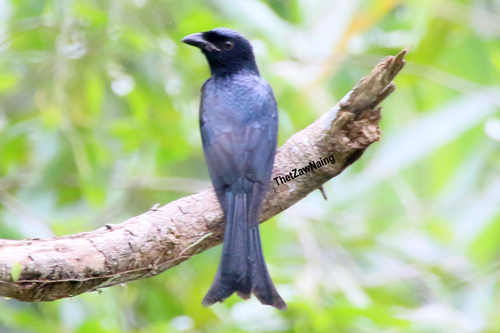 Crow-billed Drongo