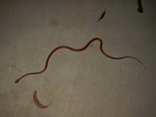 Brown Tree Snake sighting
