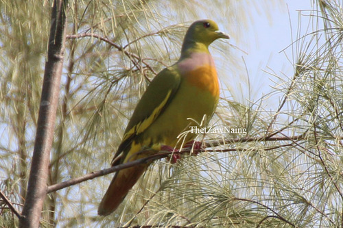 Orange-breasted Green-Pigeon