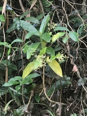 Hedyotis acutangula