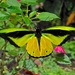 Goliath Birdwing - Photo (c) shirdipam, some rights reserved (CC BY-NC), uploaded by shirdipam
