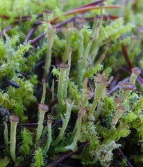 Cladonia asahinae