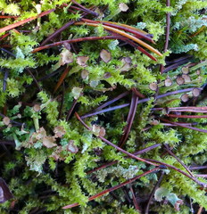 Cladonia asahinae