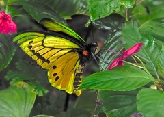 Ornithoptera goliath