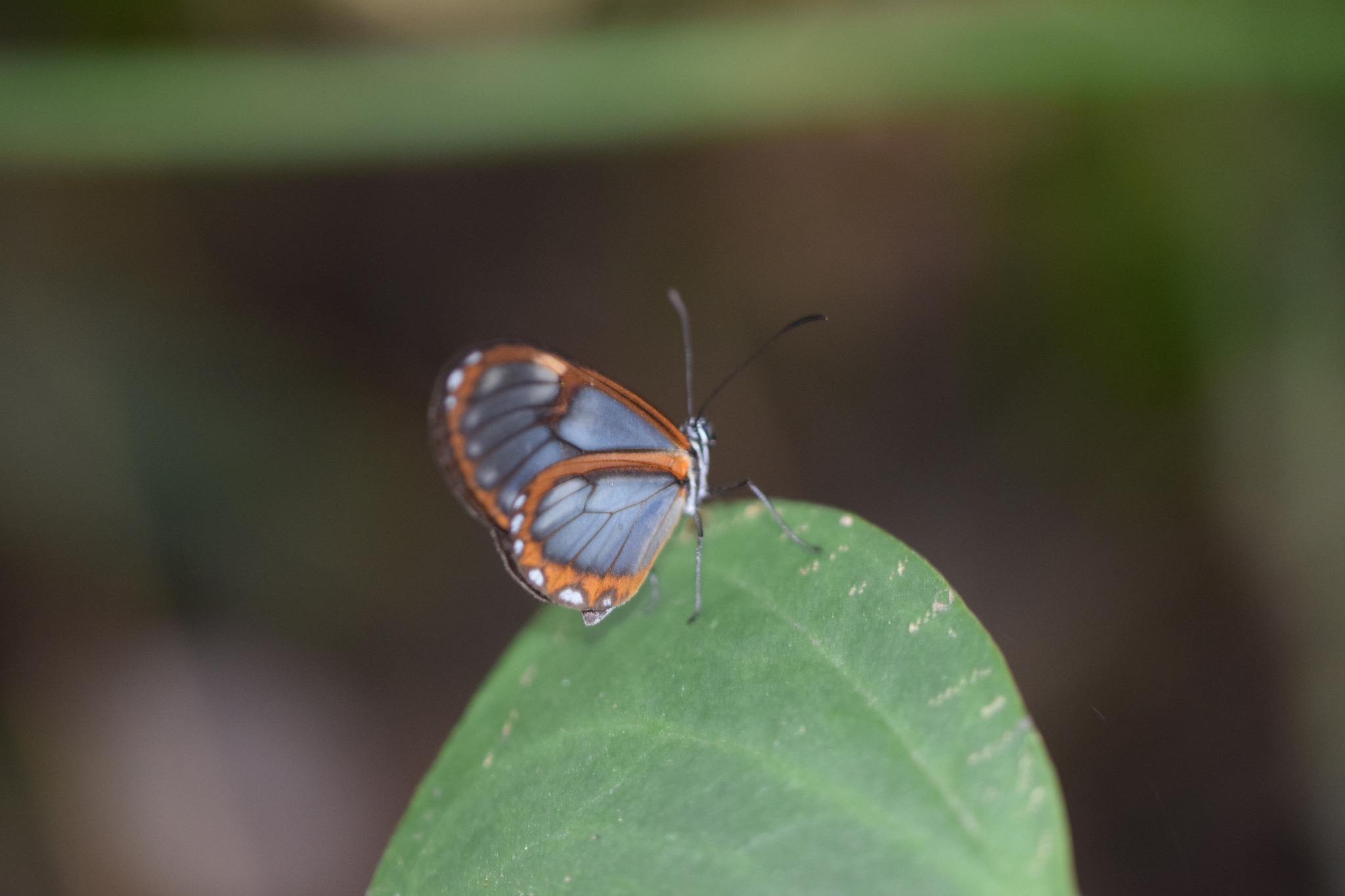 Pteronymia linzera image