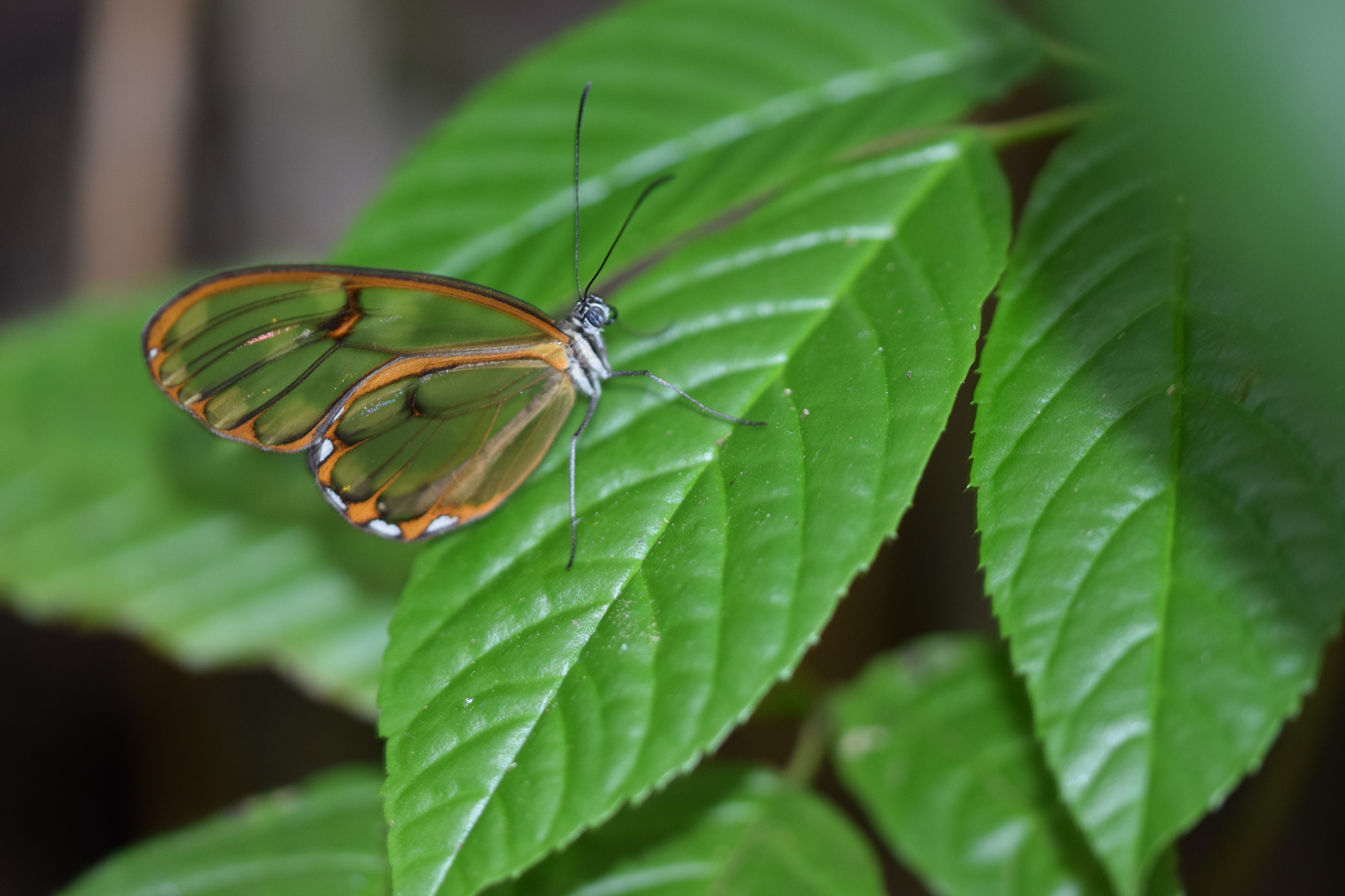 Hypomenitis theudelinda image