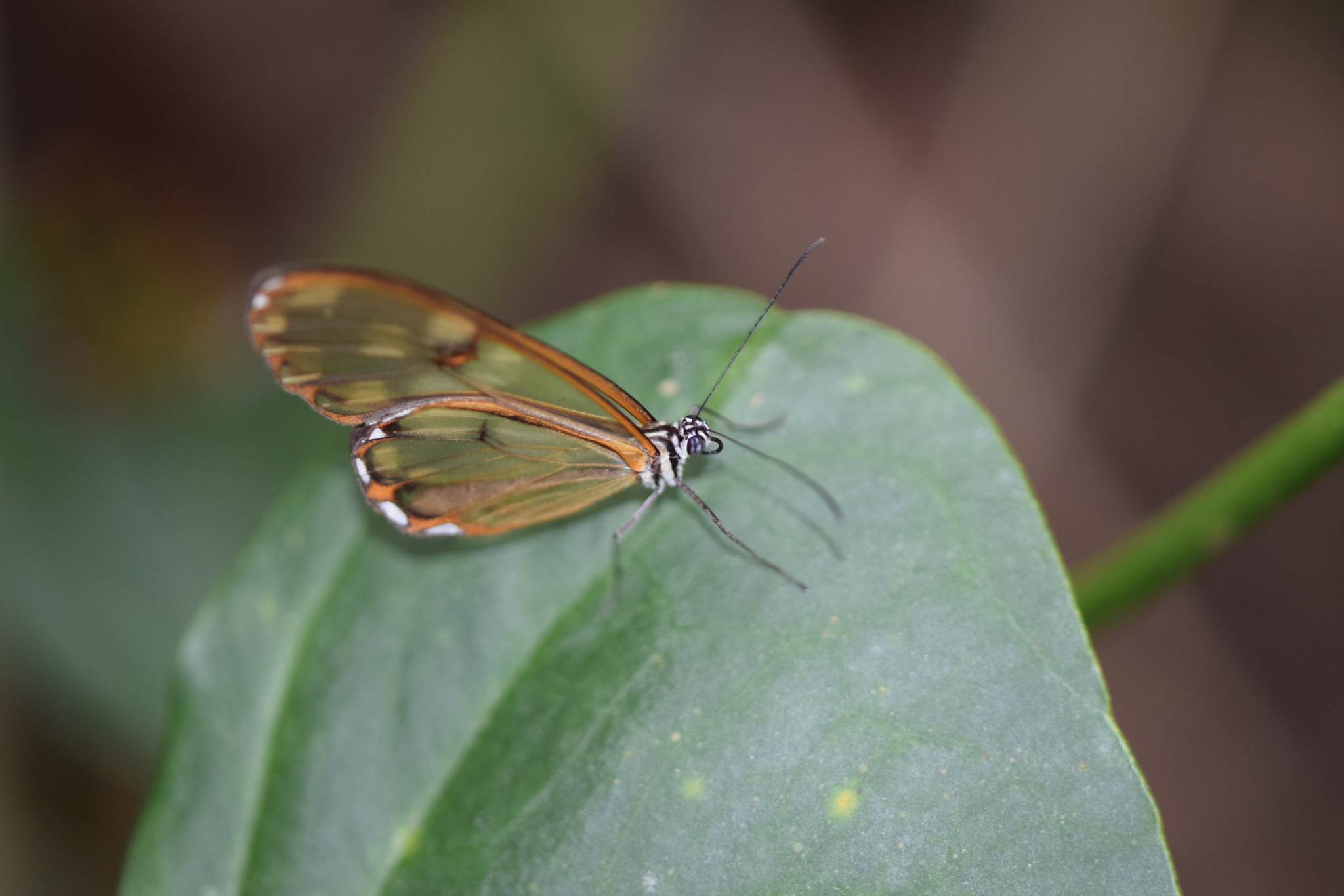 Nymphalidae image